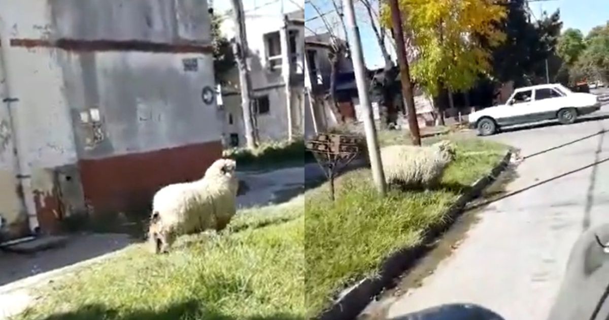 Video: He went to the supermarket during quarantine and ran into a sheep