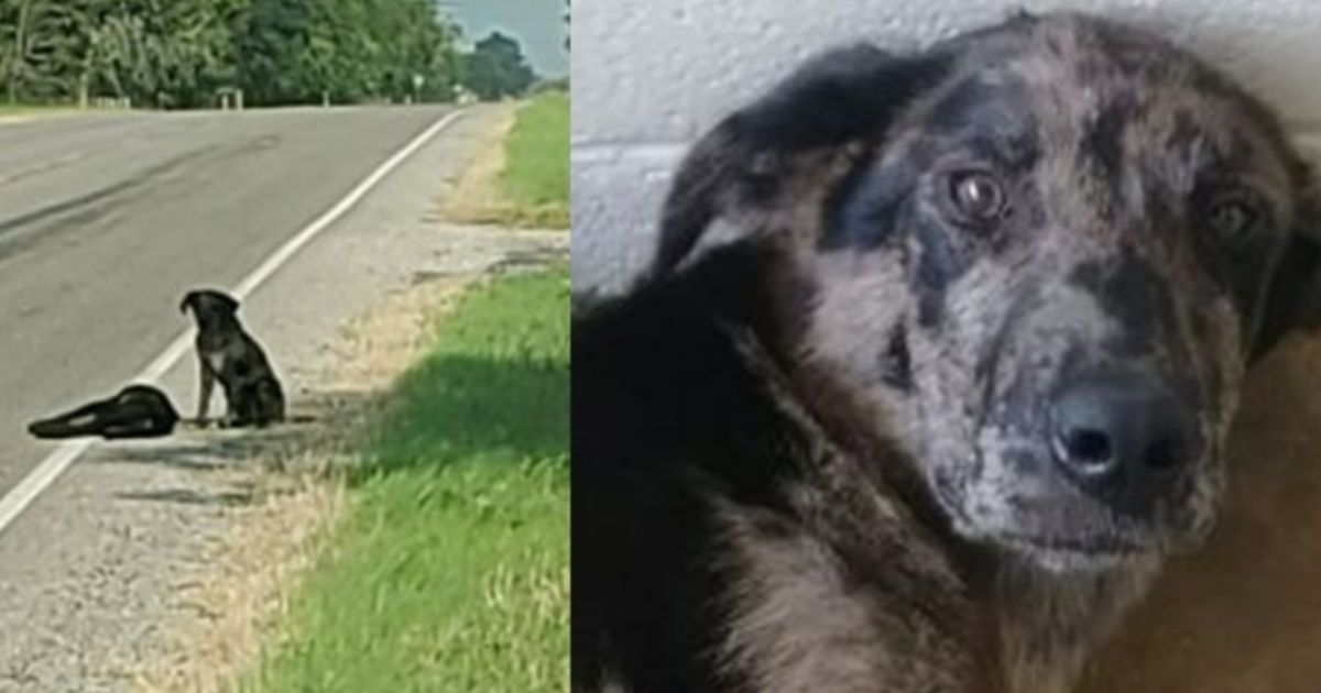 Amor Canino, un perrito cuido de su hermana atropellada en la ruta
