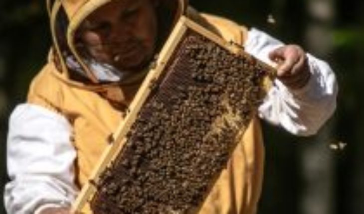 Apicultores de Callaqui impulsan el rescate tradicional en la cosecha de miel