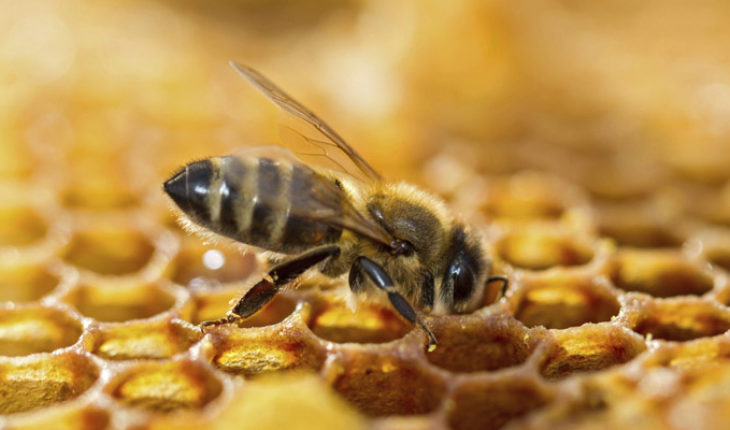 Así se reproducen sin sexo las abejas sudafricanas