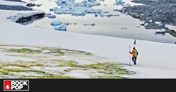 Cambio climático está tiñendo de verde la Antártida