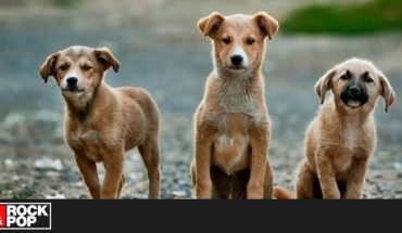 China prohíbe la cría de perros para consumo humano