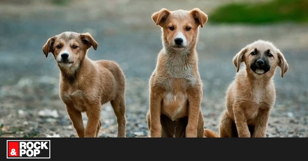 China prohíbe la cría de perros para consumo humano