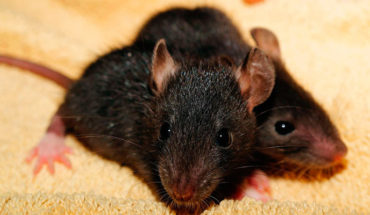 Científicos chinos descubren que las ratas están transmitiendo la hepatitis a los humanos con una nueva cepa