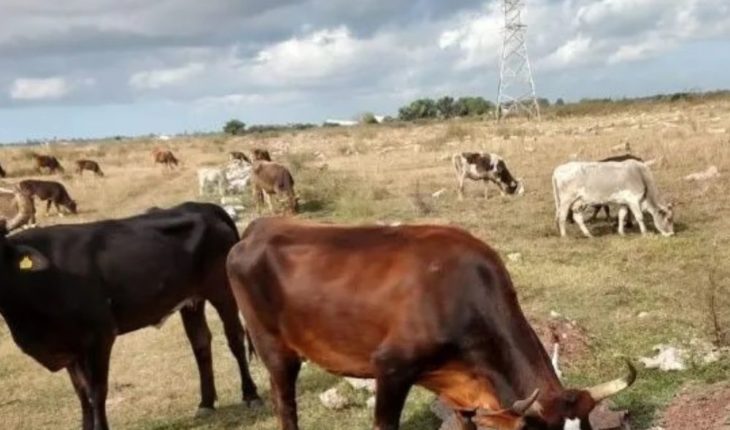 Comercialización de ganado mejora en el norte de Sinaloa