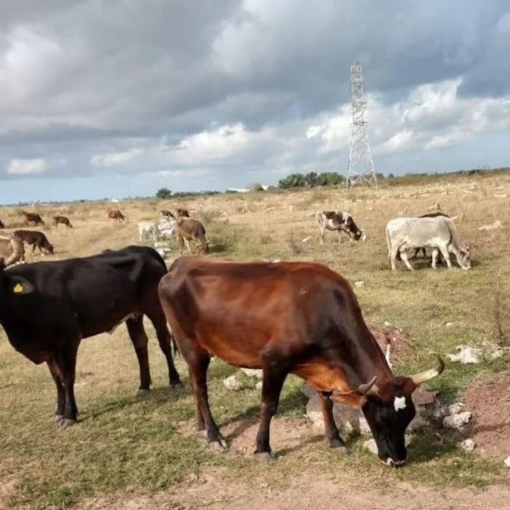 Comercialización de ganado mejora en el norte de Sinaloa