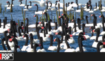 Contabilizan histórica cifra de cisnes de cuello negro en el Santuario de Valdivia