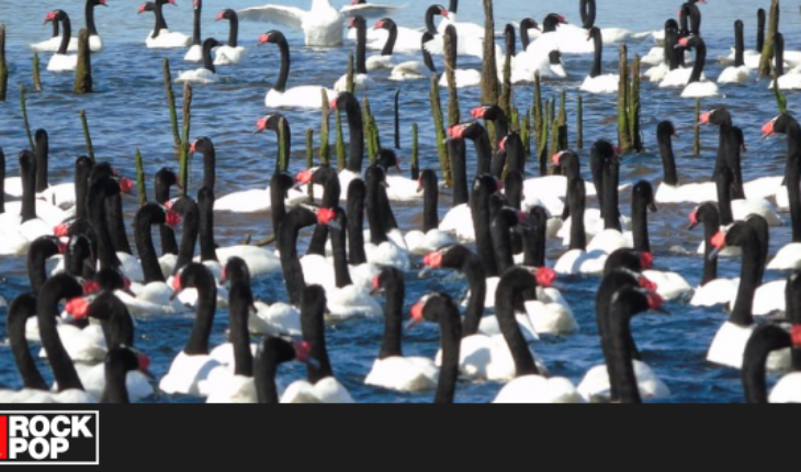 Contabilizan histórica cifra de cisnes de cuello negro en el Santuario de Valdivia