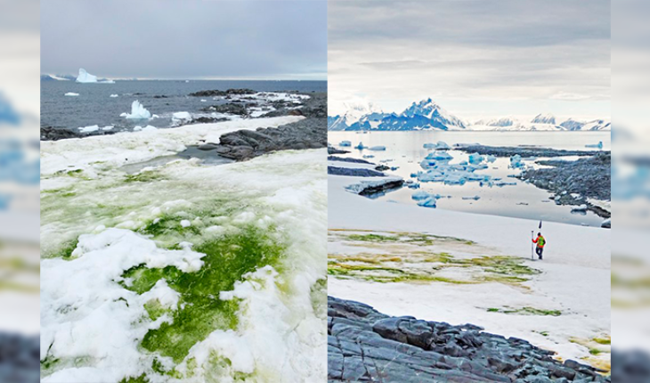 Crisis climática está vistiendo de verde a la Antártida