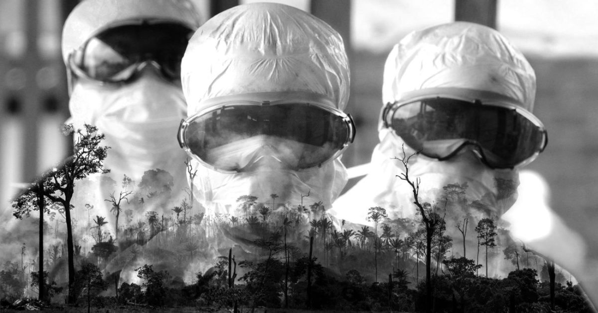 Deforestación y pandemias: ¿somos los humanos los culpables del coronavirus?