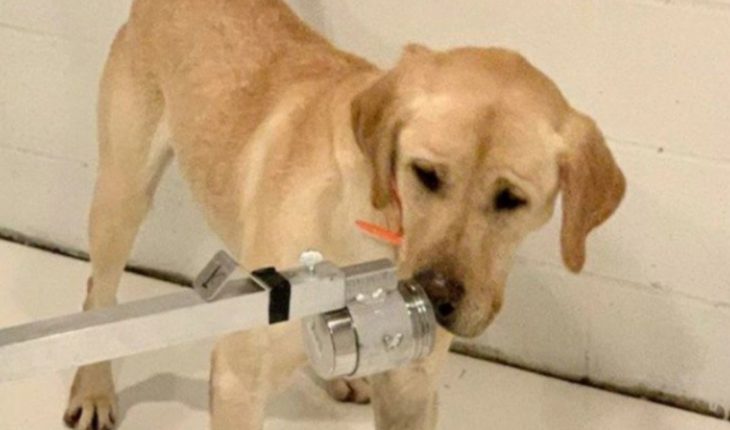 El reino unido prueba con entrenar perros para detectar el coronavirus