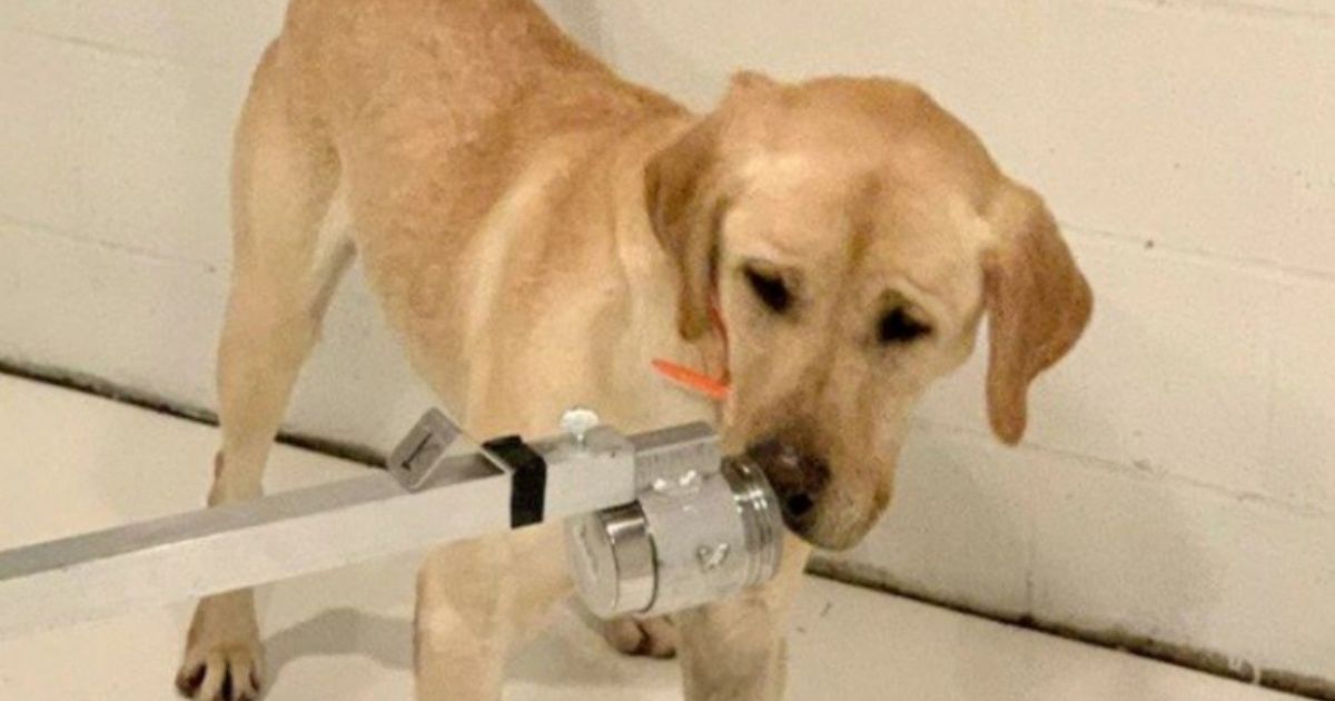 El reino unido prueba con entrenar perros para detectar el coronavirus