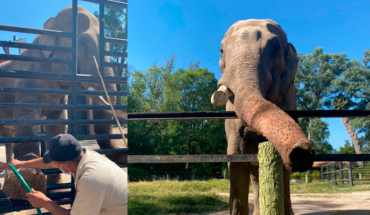 Elefante “Chamberu” del zoológico de Morelia goza de buena salud, indican autoridades