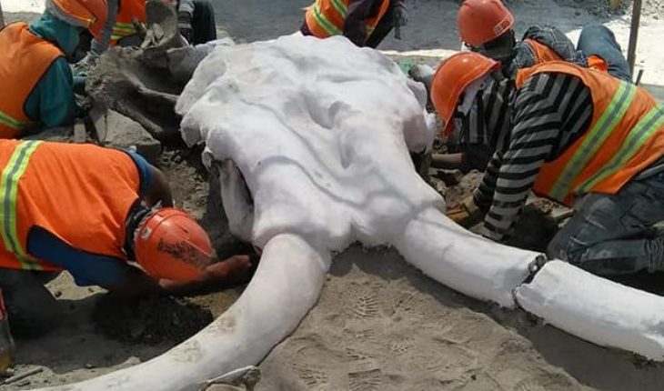 Encuentran los restos de al menos 60 mamuts en las obras de Santa Lucía
