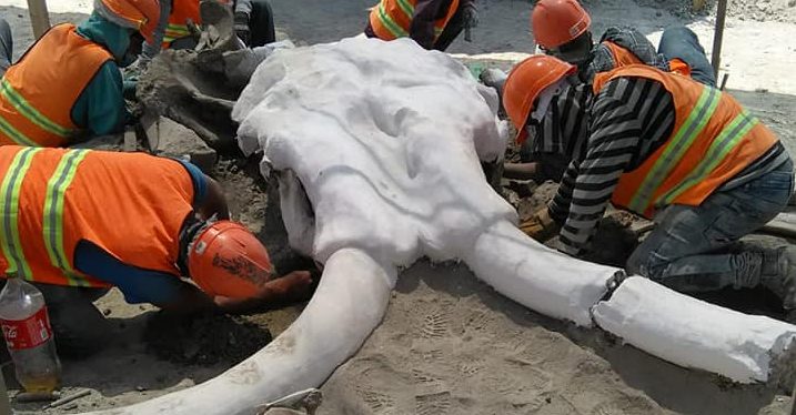 Encuentran los restos de al menos 60 mamuts en las obras de Santa Lucía