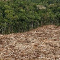 FAO: los bosques siguen desapareciendo, aunque más lentamente