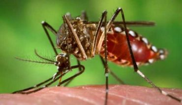 La cantidad de infectados por dengue en nuestro país superó el récord histórico
