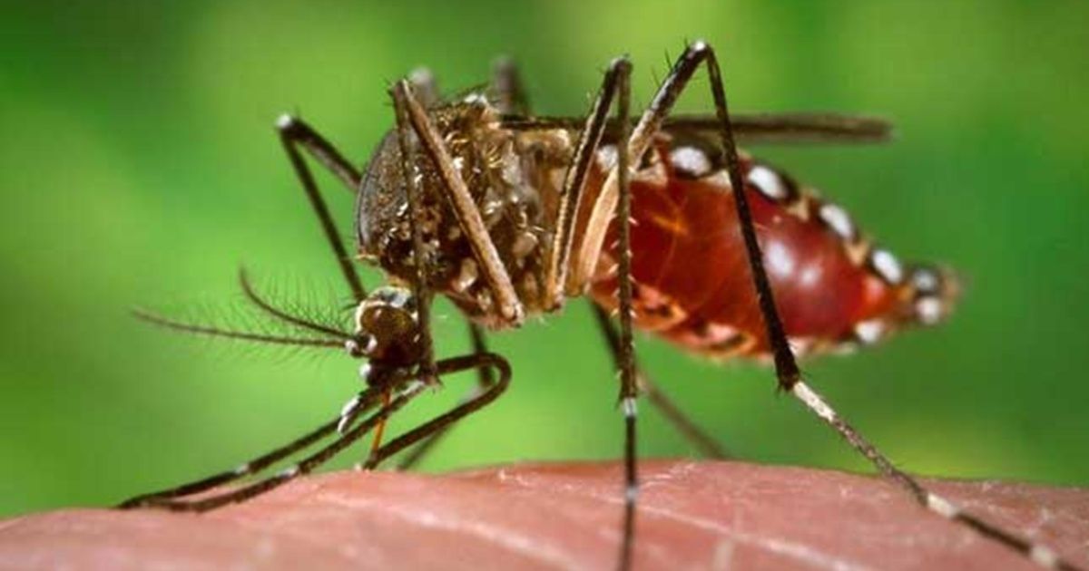 La cantidad de infectados por dengue en nuestro país superó el récord histórico