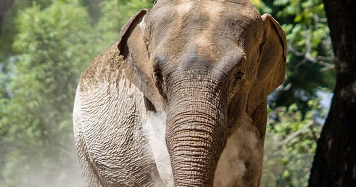 La elefanta Mara llegó a Brasil: conocé los detalles del santuario donde vive