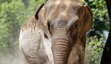 La elefanta Mara llegó a Brasil: conocé los detalles del santuario donde vive