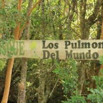 La importancia de incluir otros saberes indígenas y rurales en el manejo de ecosistemas chilenos 