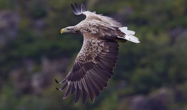 Luego de 240 años, el ave de presa más grande de Inglaterra vuelve a volar