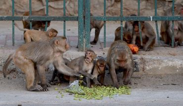 Monos robaron muestras de pacientes ingresados por coronavirus
