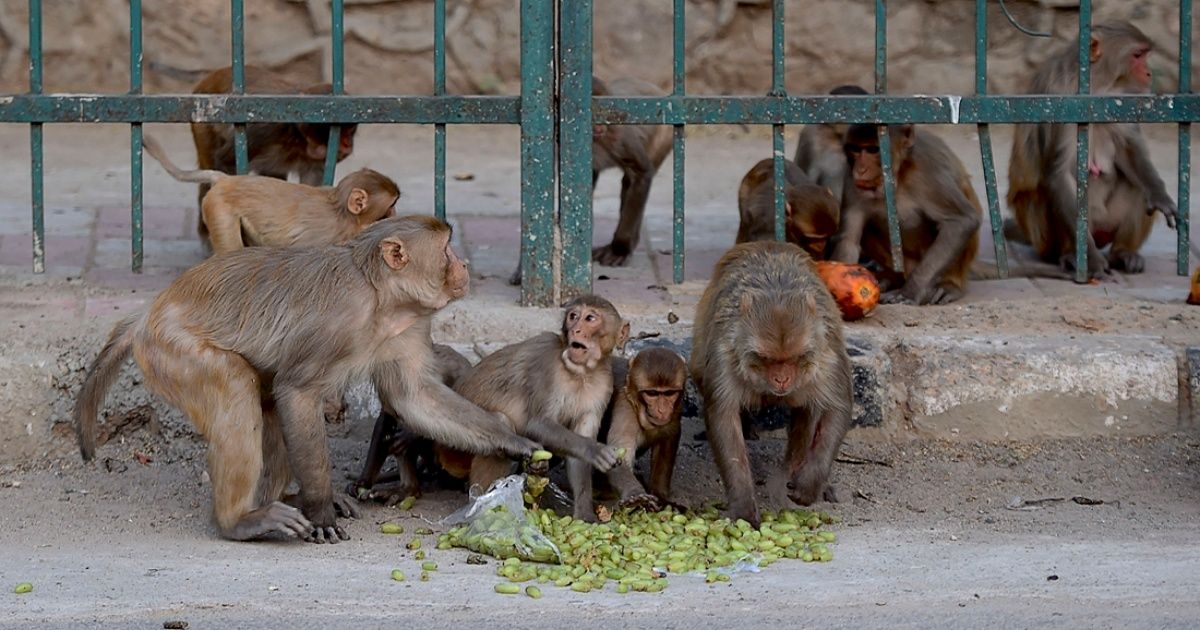 Monos robaron muestras de pacientes ingresados por coronavirus