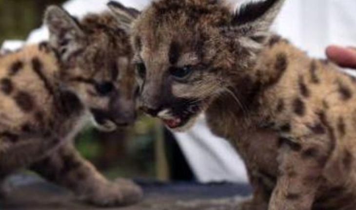 “Pandemia” y “Cuarentena”, los dos pumas nacidos en zoológico de Veracruz