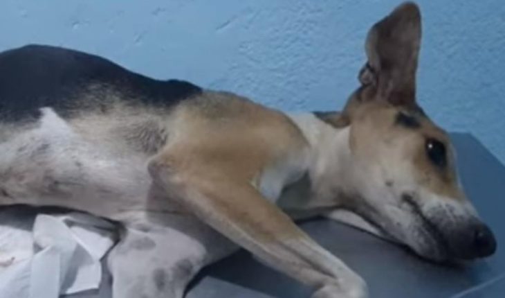 Perro muere tras ser víctima de abuso en Culiacán