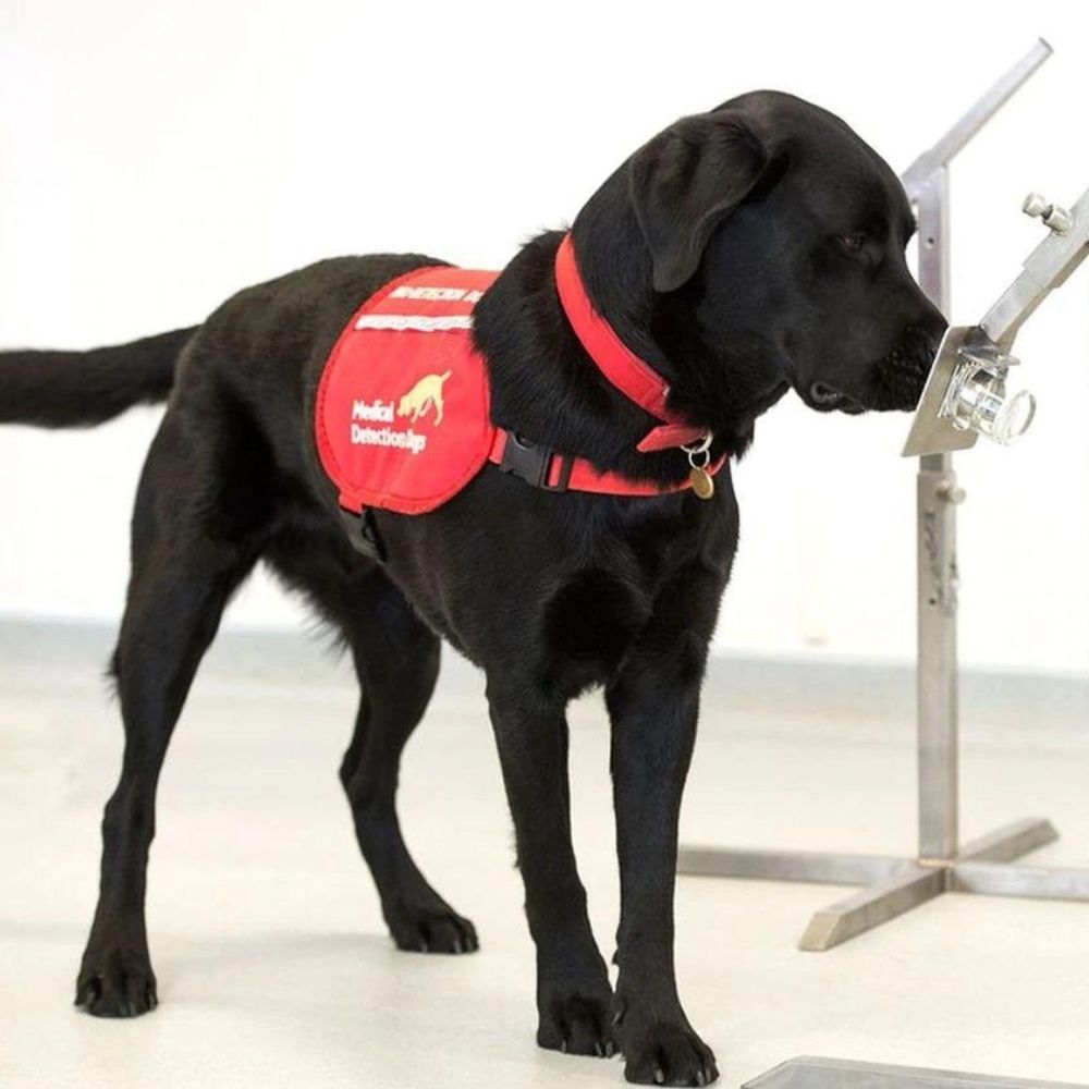 Perros entrenados podrían detectar Covid-19 en Humanos