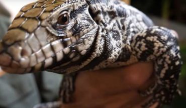 Preocupación en Estados Unidos por la invasión de lagartos sudamericanos