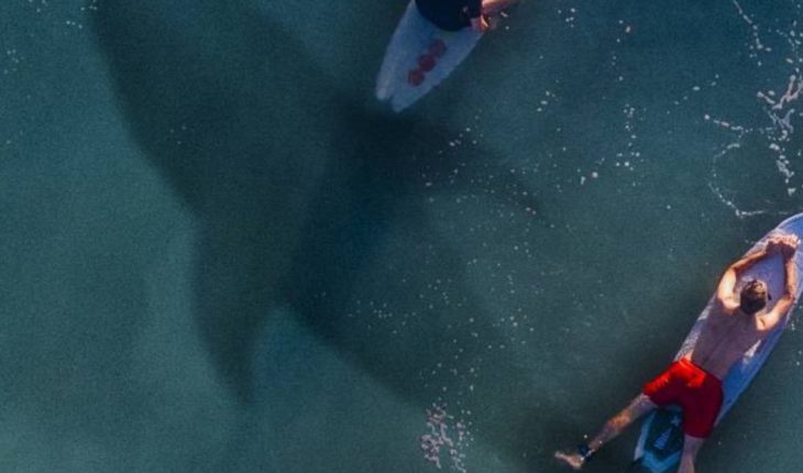 Surfista rompe la cuarentena de Covid-19 y lo mata un tiburón