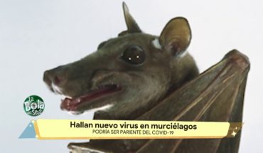 Video: Hallan nuevo virus en murciélagos | La Bola del 6