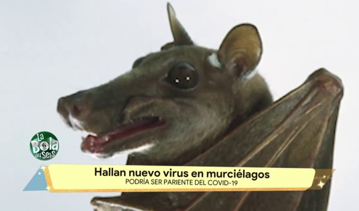 Video: Hallan nuevo virus en murciélagos | La Bola del 6