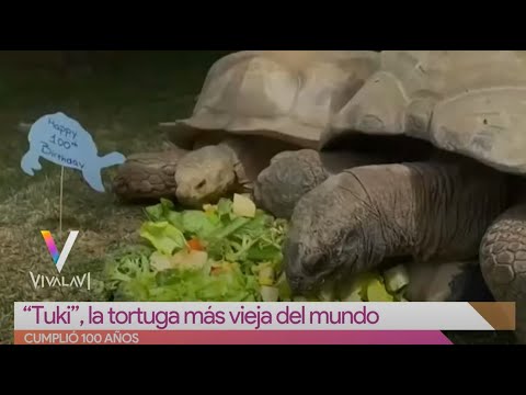 La tortuga más vieja del mundo tiene 100 años | Vivalavi