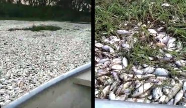 Video: un kilómetro de un río repleto de peces muertos