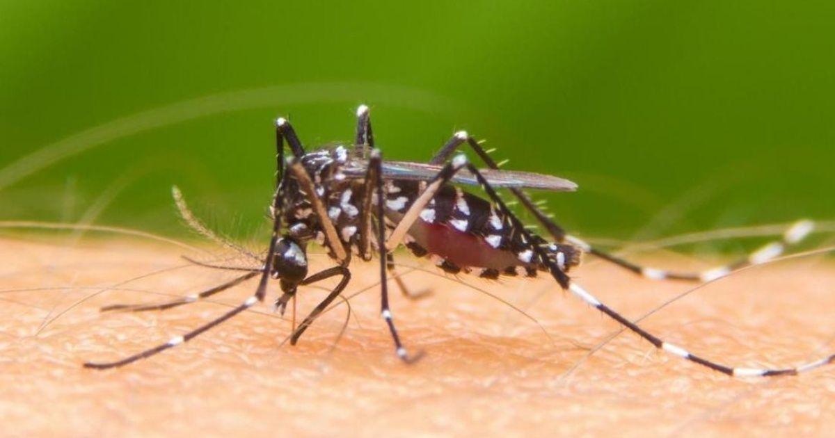 Dengue worries in the City: there are almost 6,000 cases and they don't rule out more infected