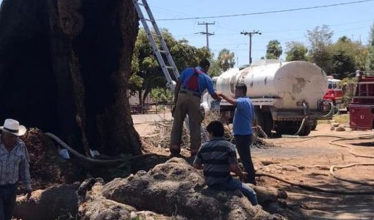 translated from Spanish: Investigation of vandalism by huanacaxtle fire in Mocorito