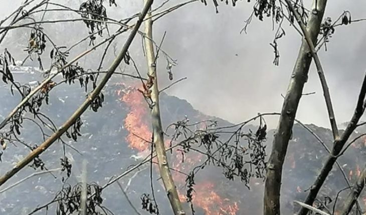 translated from Spanish: Irapuato calls for reporting tree felling and burning