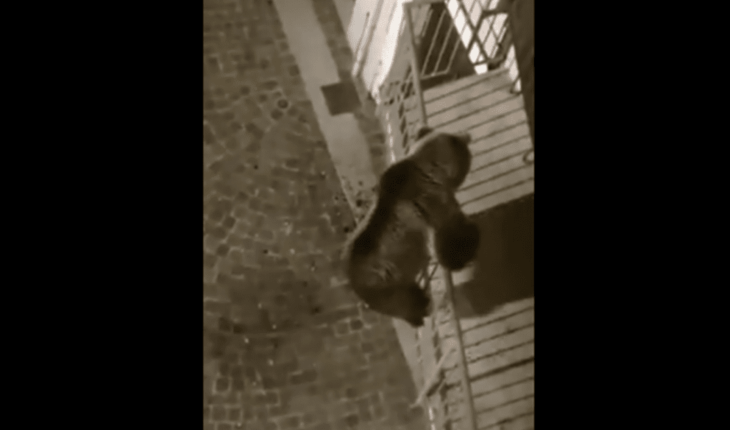 translated from Spanish: Video: A grizzly bear climbs the balcony of a building in Italy and panics