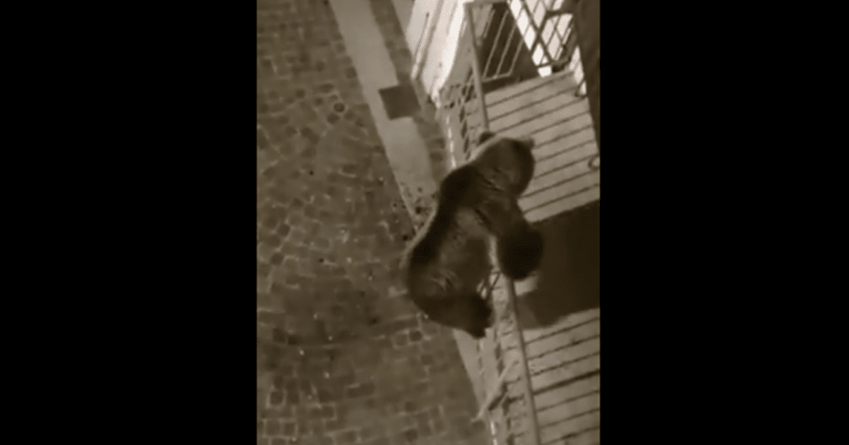 Video: A grizzly bear climbs the balcony of a building in Italy and panics