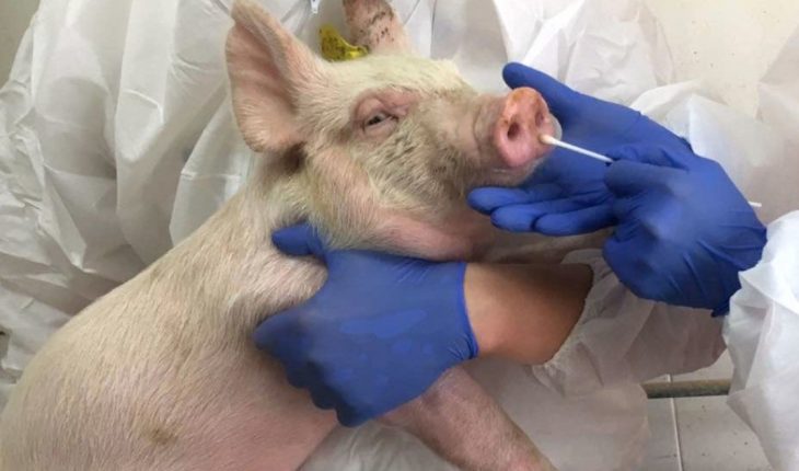 Científicos preocupados por una nueva cepa de gripe porcina