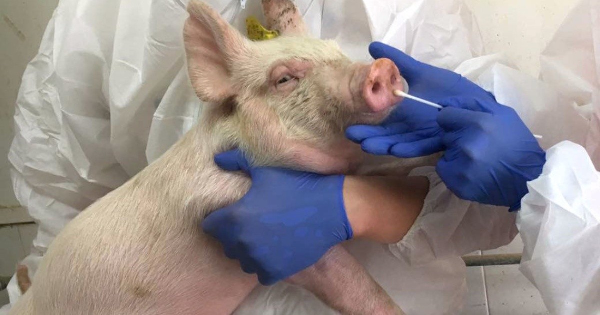 Científicos preocupados por una nueva cepa de gripe porcina