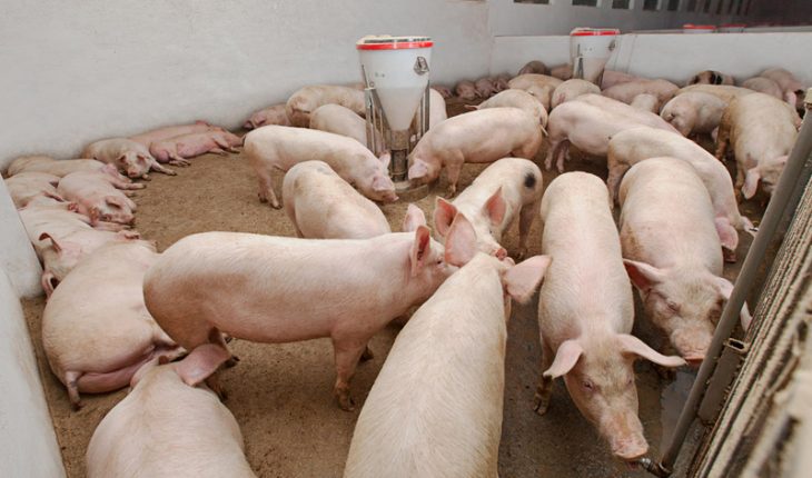 Descubren en China un nueva cepa de la gripe presente en cerdos