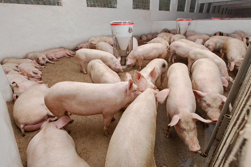 Descubren en China un nueva cepa de la gripe presente en cerdos
