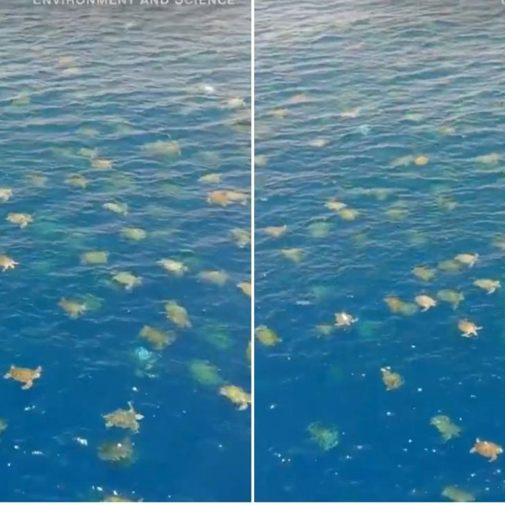 Increíble imagen tomada con un dron, más de 64 mil tortugas en el mar