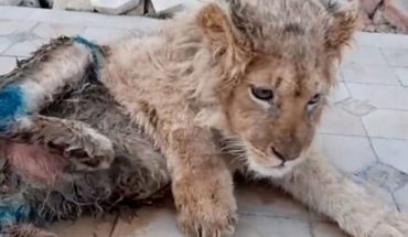 Le quebraron las patas traseras a un león para poder hacerse selfies