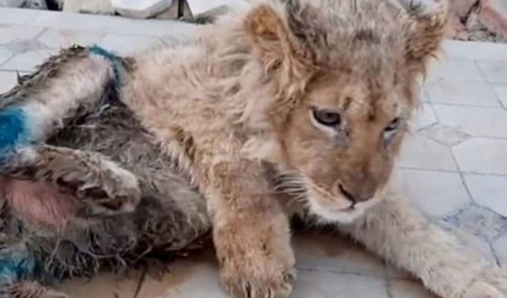 Le quebraron las patas traseras a un león para poder hacerse selfies