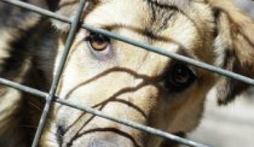 Los polémicos proyectos de ley que autorizarían el sacrificio y caza de perros asilvestrados